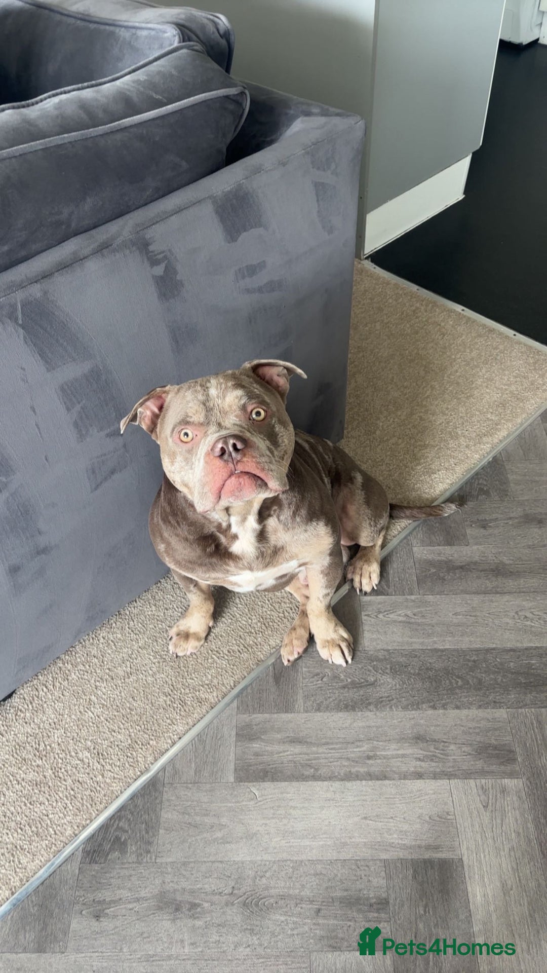 American Bully dogs for sale: American bully  - Image 1