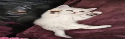 Scottish Fold cats for sale: Adorable Scottish Fold Straight Ear Tabby Kittens - Advert 20