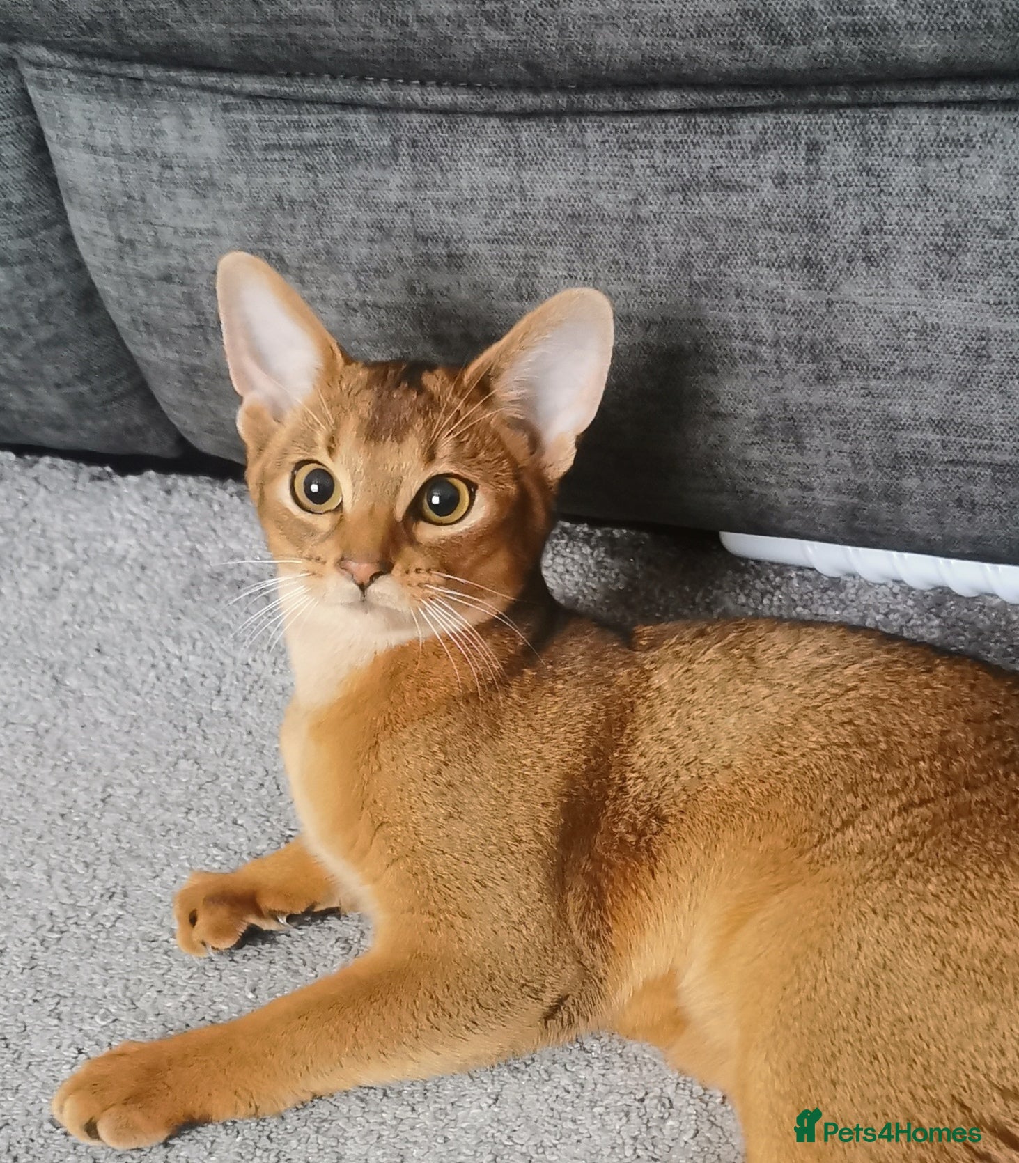 Abyssinian cats Ready now🐱❤️  - Advert 3