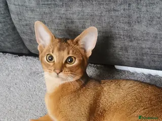 Abyssinian cats Ready now🐱❤️ - Advert 6