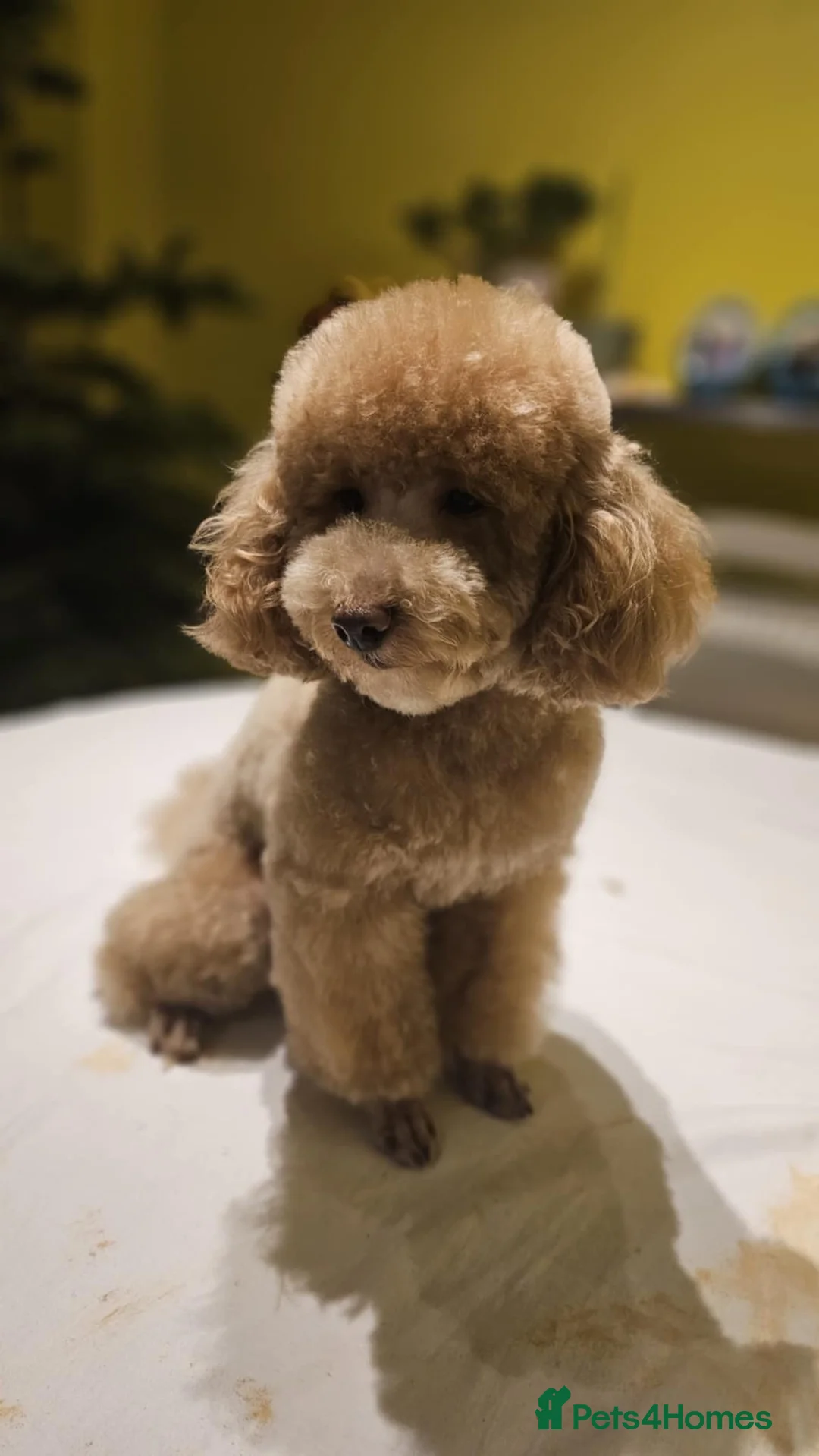 Toy Poodle dogs for stud: Toy Poodle Stud - Advert 3