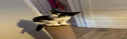 British Longhair cats for sale: 5 Adorable kittens - Advert 33