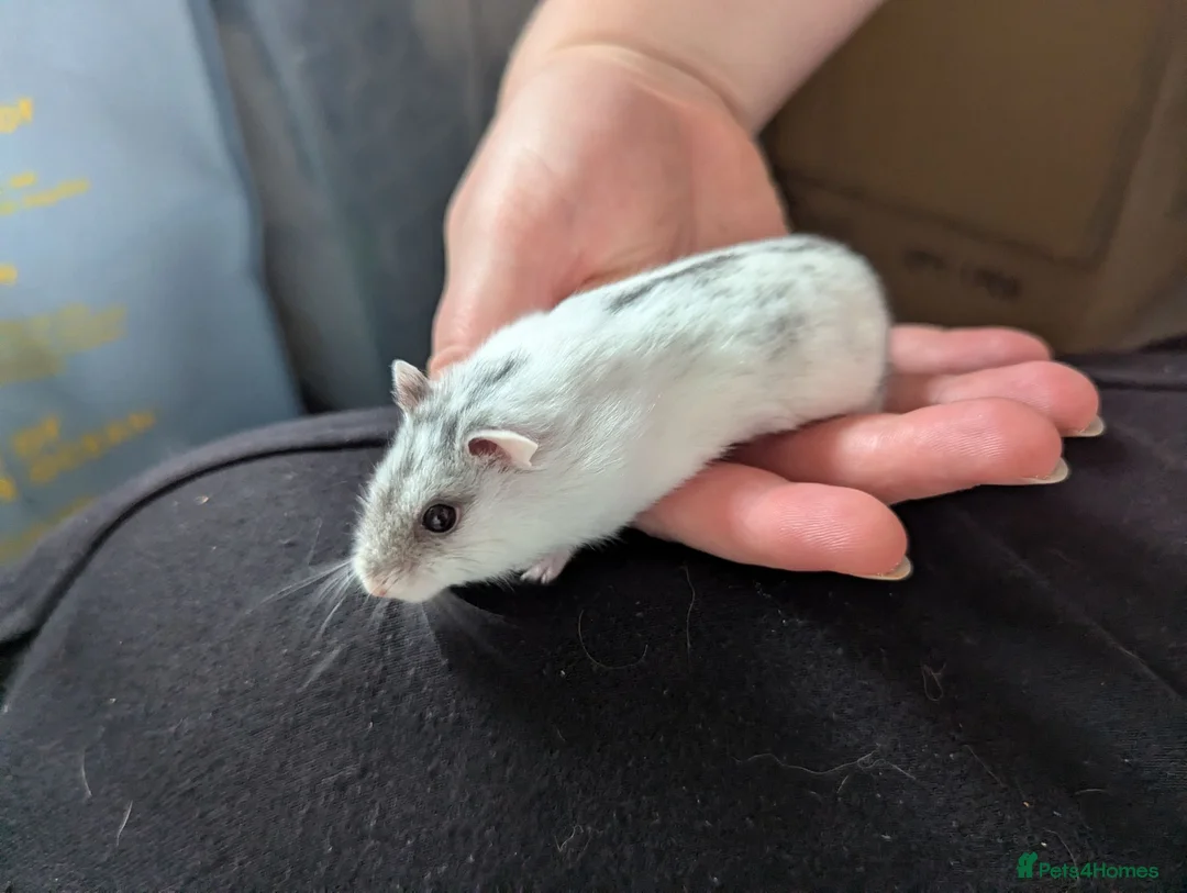Hamster rodents for sale: Female Russian Hamster and Full Set Up  in Grimsby - Advert 1