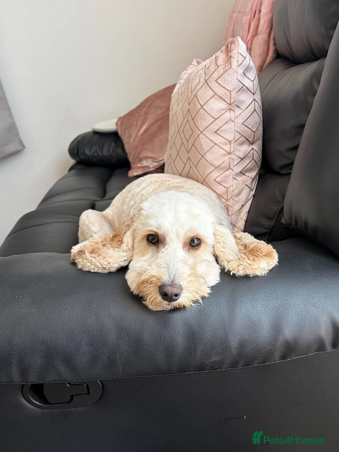 Cockapoo dogs for stud: Cockapoo for stud - Advert 1