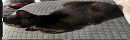 Mixed Breed cats for sale: One male one female  in Immingham - Advert 2