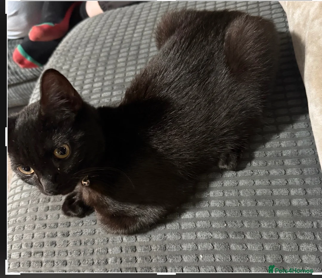 Mixed Breed cats for sale: One male one female  in Immingham - Advert 2