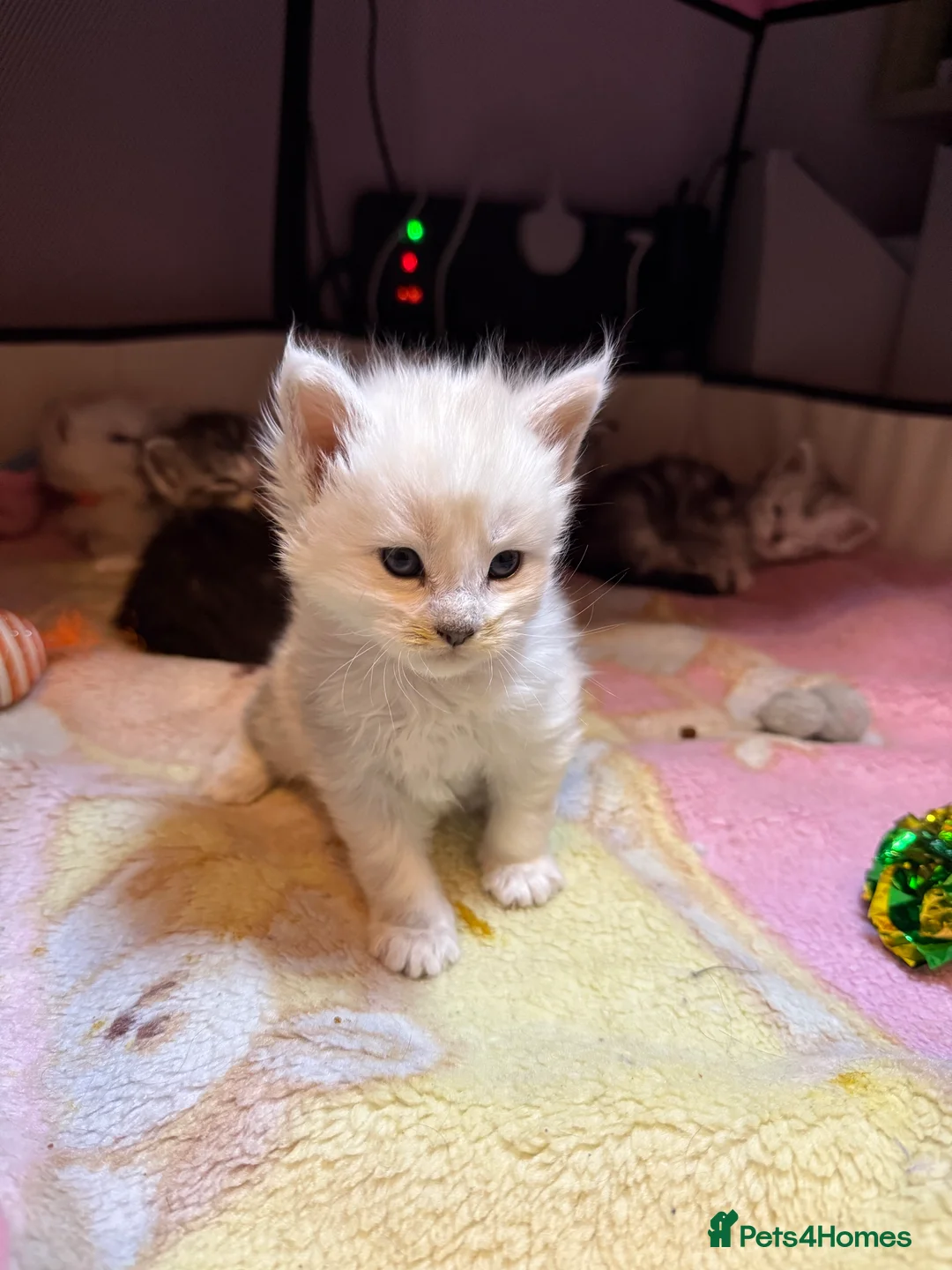 Maine Coon cats for sale: Champ blood Unique Color Ns11 boy active!!!🏅🏅🏅 - Advert 6