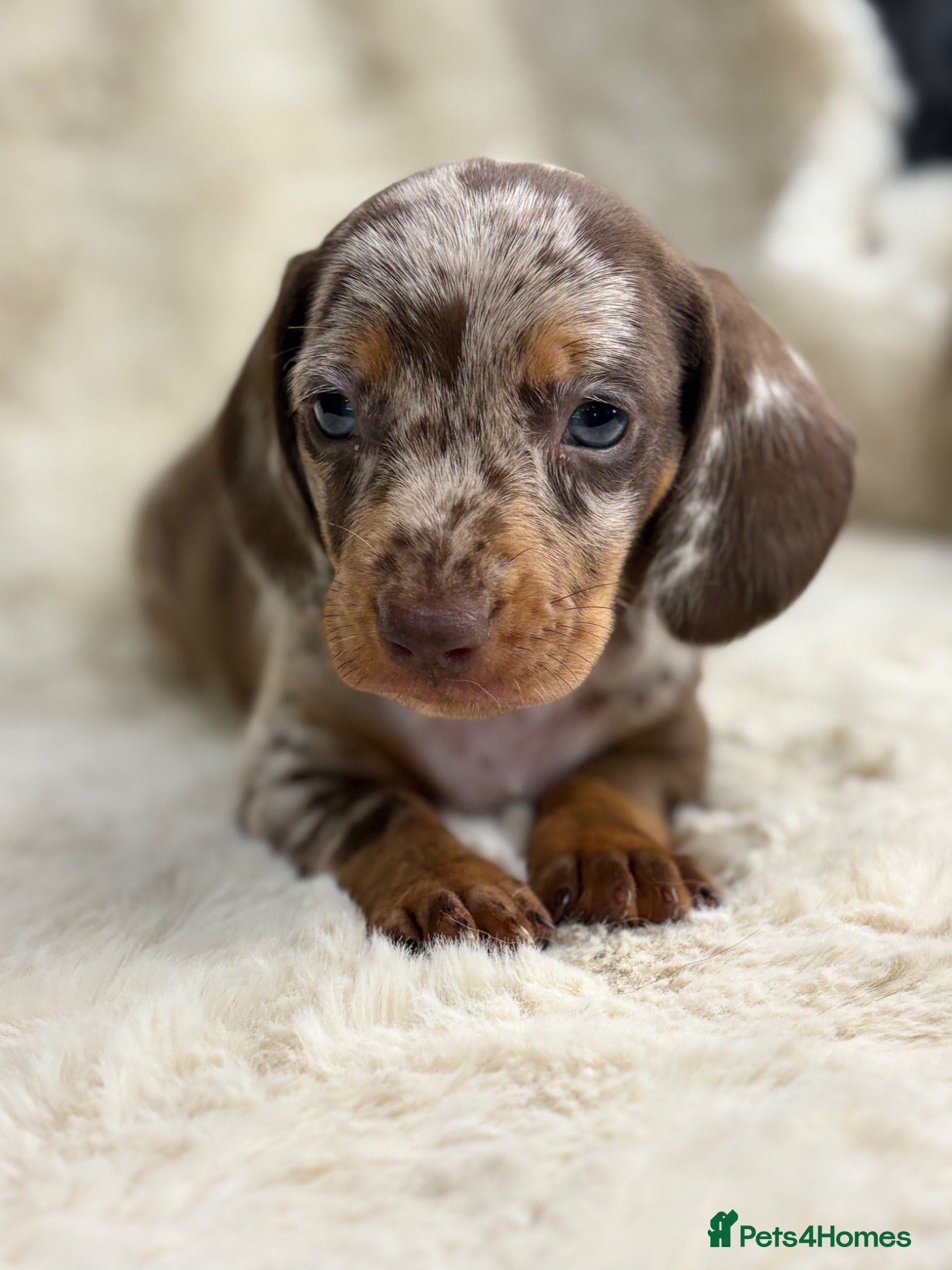 Miniature Dachshund dogs Beautiful dachshund puppies  - Advert 2