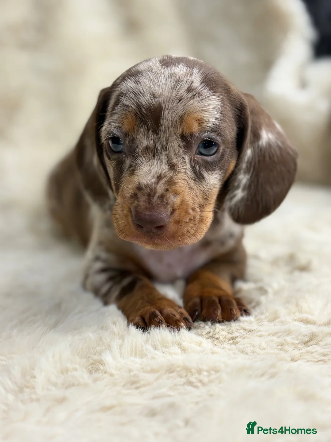 Miniature Dachshund dogs for sale: Beautiful dachshund puppies  - Advert 2