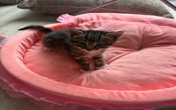 Ragdoll cats for sale: Four ragdoll crosses available - Image 3
