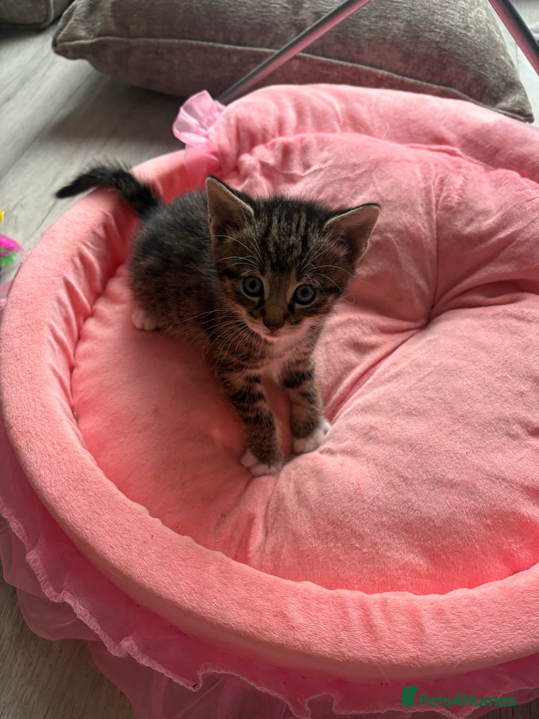 Ragdoll cats for sale: Four ragdoll crosses available - Image 3