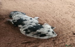 Goldendoodle dogs for stud: Litter expected - Image 3