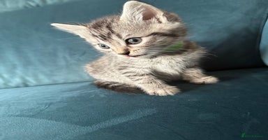 Mixed Breed cats - Advert 12