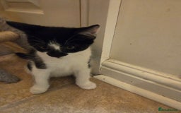 Mixed Breed cats for sale: Kitten girl. - Image 6