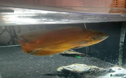 Cichlids fish for sale: 5ft x 2ft x2ft aquarium  - Image 4