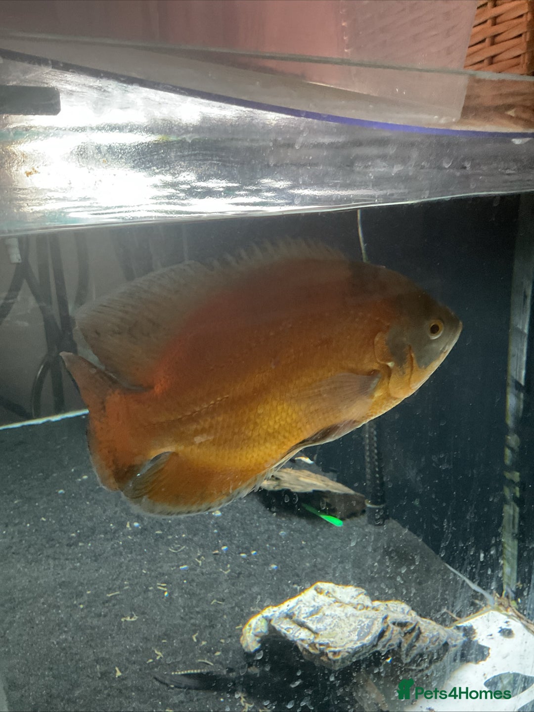 Cichlids fish for sale: 5ft x 2ft x2ft aquarium  - Image 4
