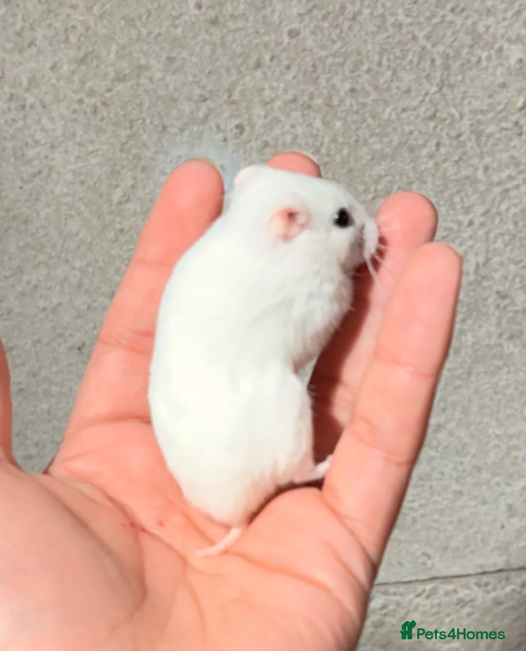 Hamster rodents for sale: PEDIGREE, TAME AND DOCILE CHINESE HAMSTERS - Advert 1