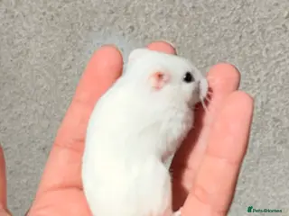 Hamster rodents PEDIGREE, TAME AND DOCILE CHINESE HAMSTERS - Advert 3