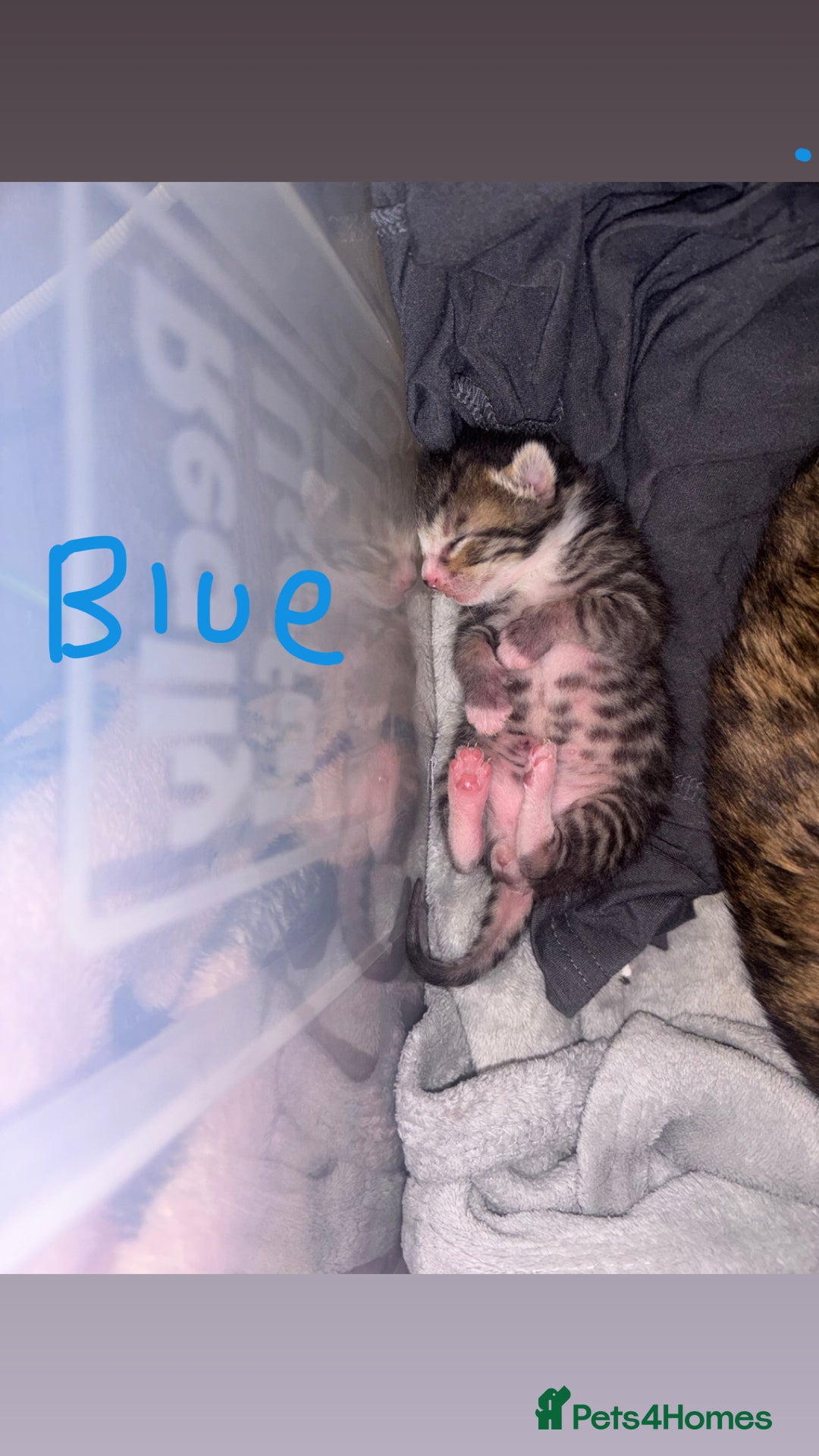 Bengal cats for sale: Half Bengal Kittens - Image 3