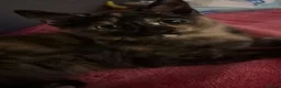 Mixed Breed cats for sale: Kitten please read full description 🩷 - Advert 3