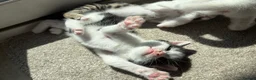 Bengal cats for sale: Beautiful mixed Bengal kittens 🐾 - Advert 11