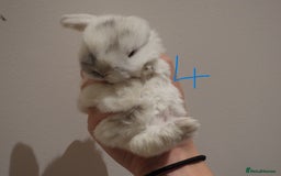 Mini Lop rabbits for sale: Adorable Purebred Mini Lop Babies - Image 16
