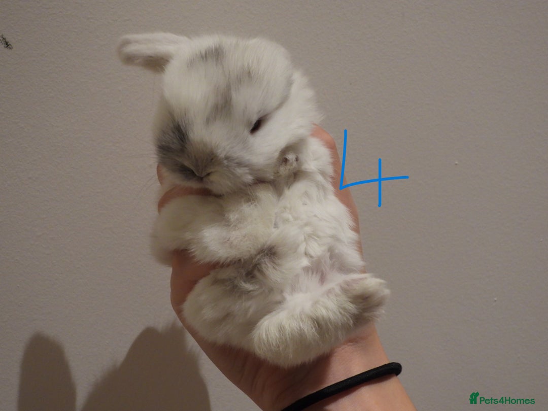 Mini Lop rabbits for sale: Adorable Purebred Mini Lop Babies - Image 16