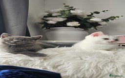 Scottish Fold cats for sale:  Beautiful Scottish Fold Kittens × 2 Males - Image 2