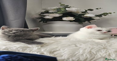 Scottish Fold cats - Advert 16