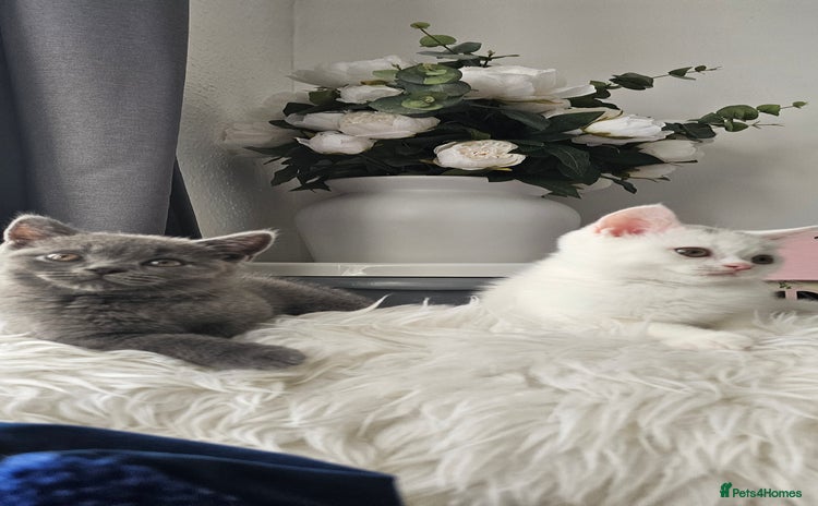 Scottish Fold cats - Advert 7