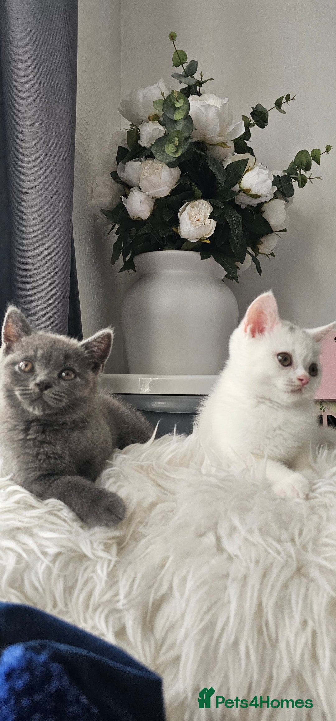 Scottish Fold cats for sale:  Beautiful Scottish Fold Kittens × 2 Males - Image 2