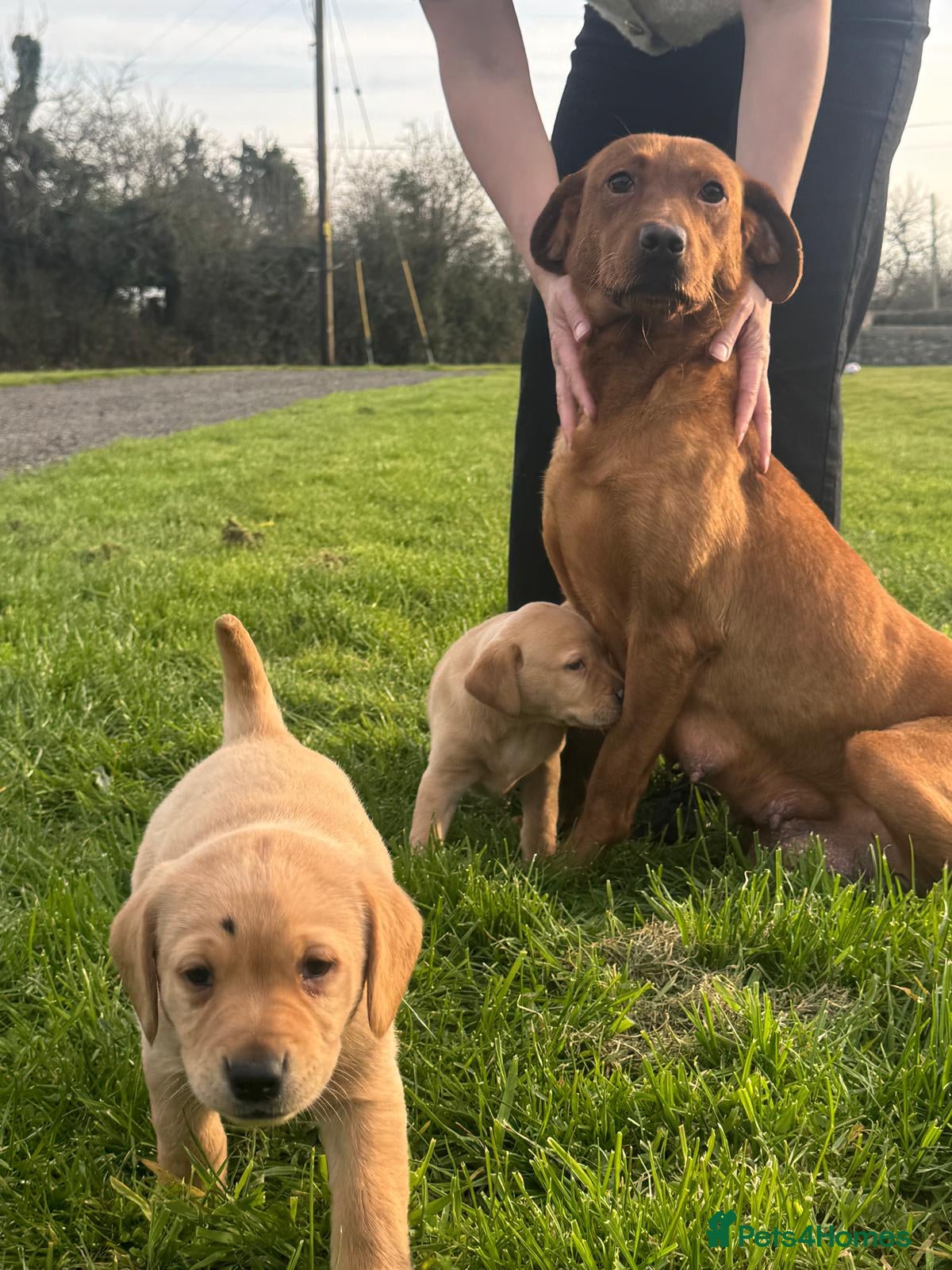 Labrador Retriever dogs 1 beautiful yellow lab left - Advert 11
