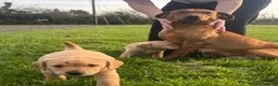 Labrador Retriever dogs for sale: 3 beautiful yellow labs in Llangefni - Advert 2