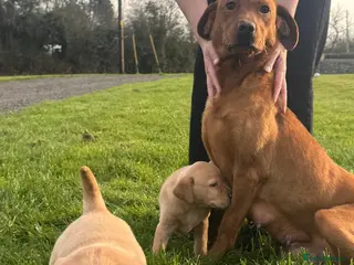 Labrador Retriever dogs 1 beautiful yellow lab left - Advert 11