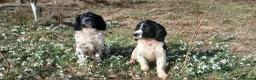English Springer Spaniel dogs for sale: Springer spaniel pups  - Advert 3