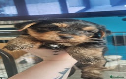Yorkshire Terrier dogs for sale: Yorkshire Puppies for Sale  - Image 2