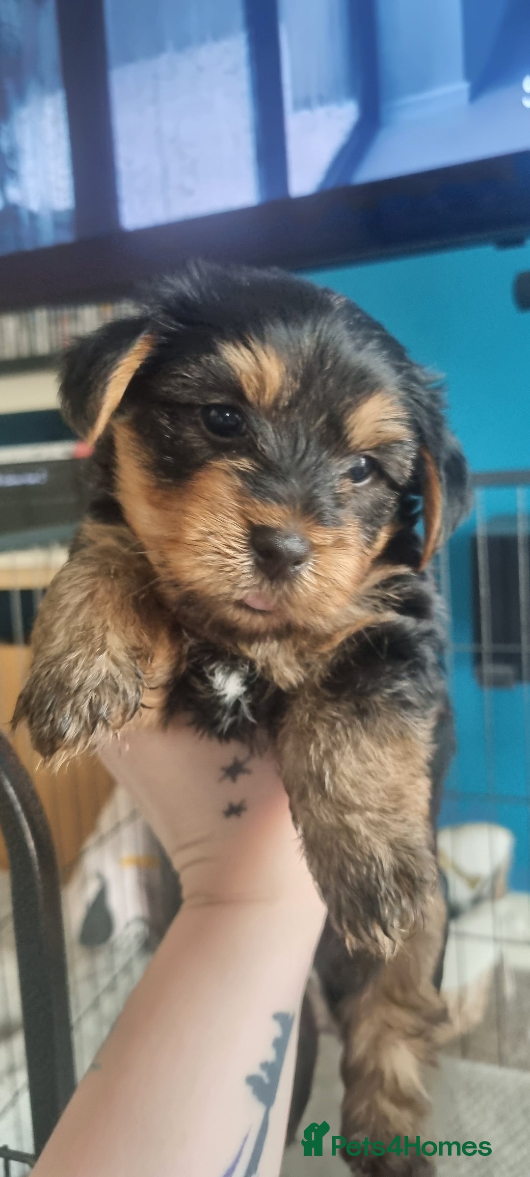 Yorkshire Terrier dogs for sale: Yorkshire Puppies for Sale  - Image 2