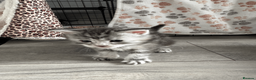 Maine Coon cats for sale: Stunning Maine Coon Kittens – 4 Girls & 1 Boy - Advert 17