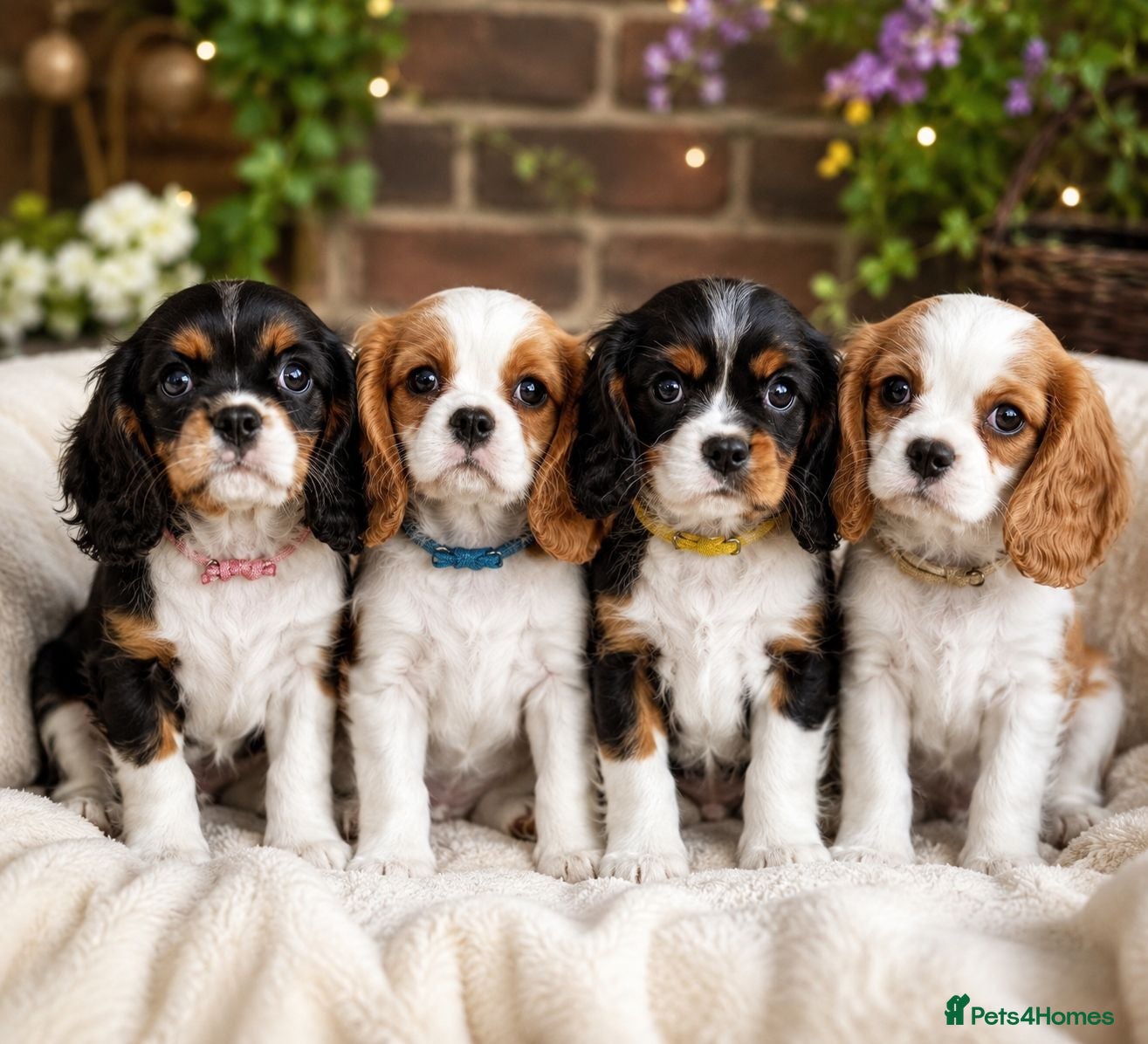 Cavalier King Charles Spaniel dogs Beautiful Cavalier King Charles Spaniel 7 Puppies - Advert 1