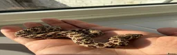 Snake reptiles for sale: Young hognose het lavender  - Advert 5