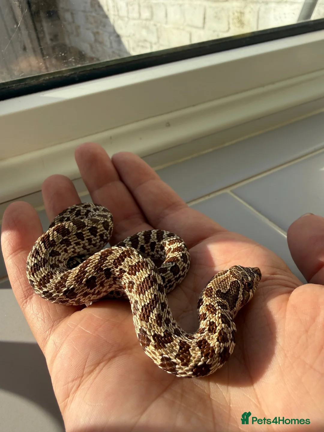 Snake reptiles for sale: Young hognose het lavender  - Advert 5