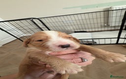 Cocker Spaniel dogs for sale: Cocker spaniels  - Advert 6