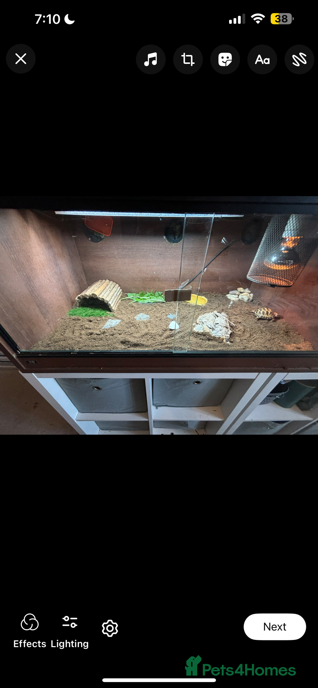 Tortoise reptiles for sale: Tortoise and vivarium  - Image 2
