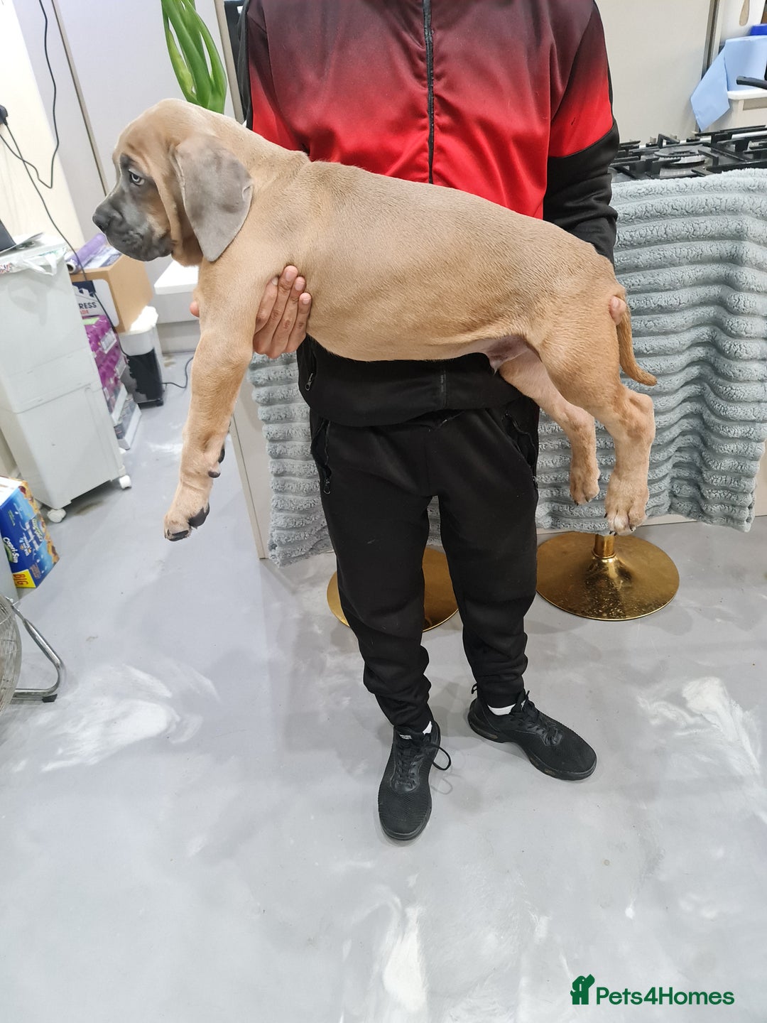 Cane Corso dogs for sale: Cane Corso Puppies in Wolverhampton - Image 9