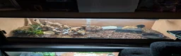 Python Snake reptiles for sale: Selling my beautiful royal python  - Advert 4