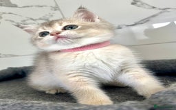 British Shorthair cats for sale: Last 2 adorable boys looking for a loving family  - Image 8