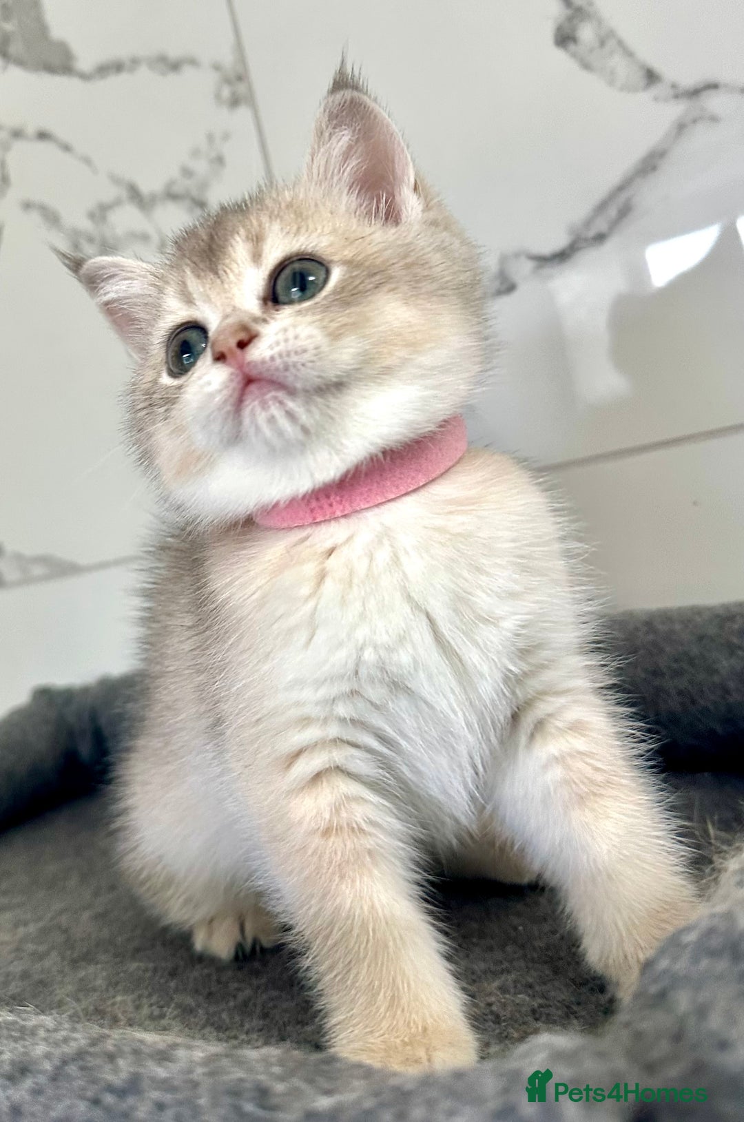 British Shorthair cats for sale: Last 2 adorable boys looking for a loving family  - Image 8