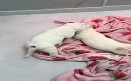 English Bull Terrier dogs for sale: Gorgeous English BullTerrier - Image 4