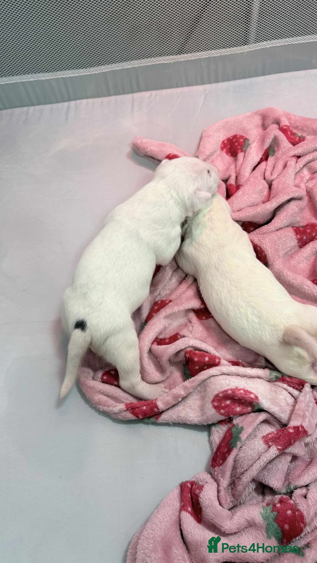 English Bull Terrier dogs for sale: Gorgeous English BullTerrier - Image 4