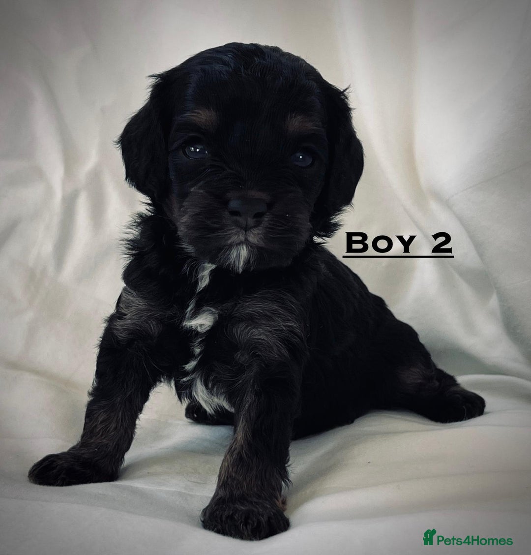 Cavapoo dogs for sale: Cavapoo puppies for sale health tested parents !! in Ashford - Image 3